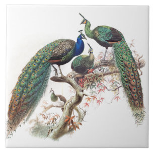 Vintage-Pfauen-Vögel-Wildtiere-Tiere-Fliese Fliese