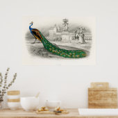 Vintage Pfauendarstellung Poster (Küche)