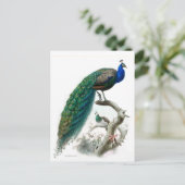 Vintage Pfauendarstellung Postkarte (Stehend Vorderseite)