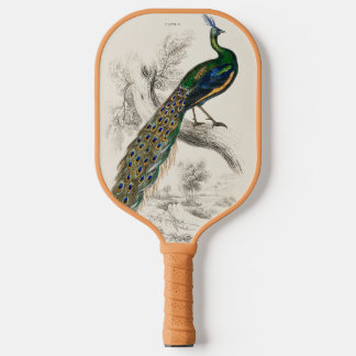 Vintage Pfauengeschichte Pickleball Schläger