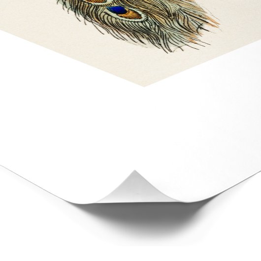 Vintage Pfauengeschichte Poster (Ecke)