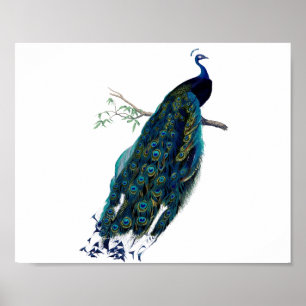 Vintage-Pfauenillustration Poster