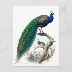 Vintage Pfauenillustration Postkarte