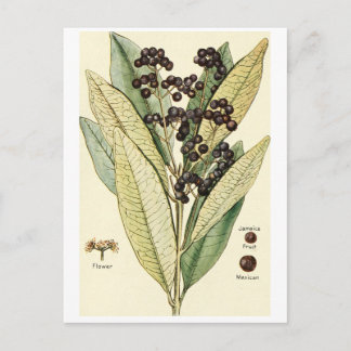 Vintage-Pfeffer-Illustration Postkarten-Rezeptkart Postkarte