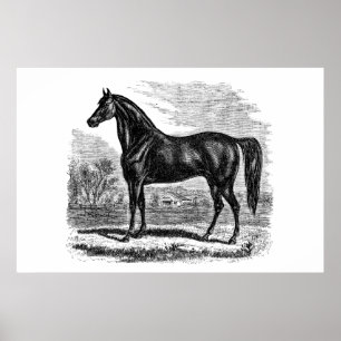 Vintage-Pferd aus dem 19. Jahrhundert - Morgan-Rei Poster