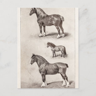 Vintage Pferd Clydesdale Shetland Belgische Pferde Postkarte
