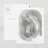 Vintage Pferd Postkarte (Vorne/Hinten)