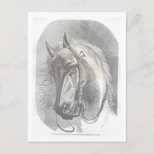Vintage Pferd Postkarte (Vorderseite)
