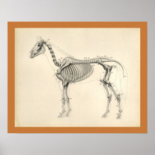 Vintage-Pferd Veterinär Skelett Anatomie Druck Poster