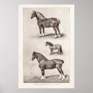 Vintage Pferde Clydesdale Shetland Belgische Pferd Poster