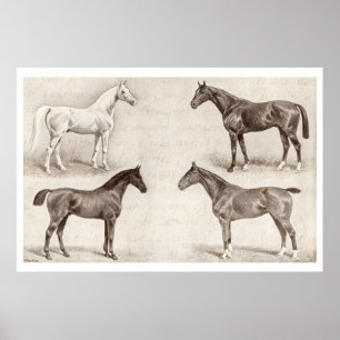 Vintage Pferde - Pferd und Pony Schablonen Pferd Poster