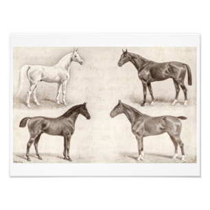 Vintage Pferde - Pferd und Pony-Vorlagenenpferd Fotodruck