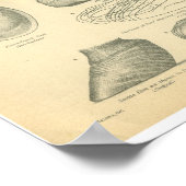 Vintage Pferdeanatomie Drucktiefenfutter Poster (Ecke)