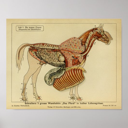 Vintage-Pferdeanatomie-Werbeplakat Poster (Vorne)