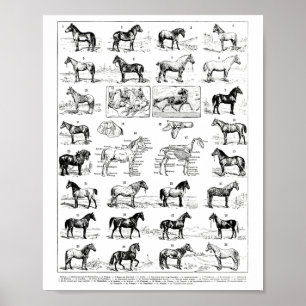 Vintage Pferdearten Pferderasse Ridi Poster