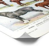 Vintage Pferdedrucke 1908 Edwardian Rassen Poster (Ecke)