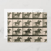 Vintage Pferdefotografie Postkarte (Vorne/Hinten)