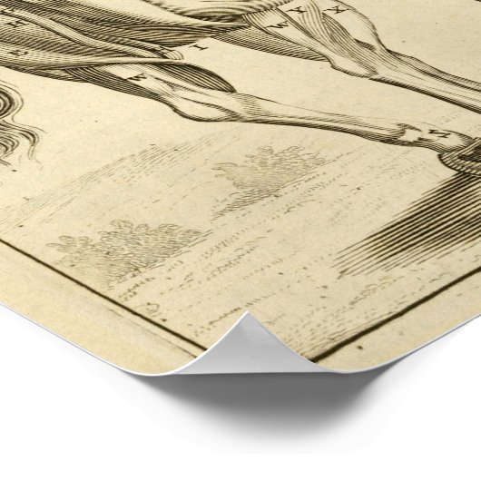 Vintage Pferdemuskulatur Anatomie Kunst drucken Poster (Ecke)