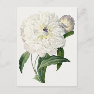 Vintage-Pfingstrose-Blume Postkarte