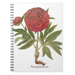 Vintage Pfingstrosen, Pfingstrosen-Blumen von Basi Notizblock