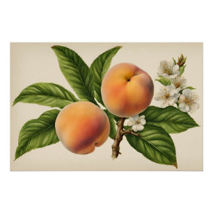 Vintage Pfirschfruchtzweig mit Blüte Poster