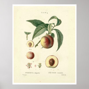 Vintage-Pfirsichbaum (Prunus persica) N.4 Poster