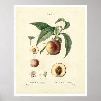 Vintage-Pfirsichbaum (Prunus persica) N.4 Poster