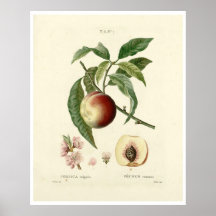 Vintage-Pfirsichbaum (Prunus persica) N.7 Poster
