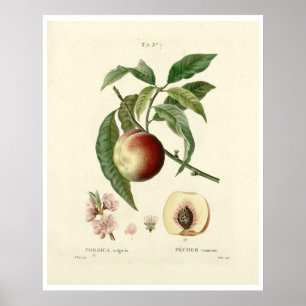 Vintage-Pfirsichbaum (Prunus persica) N.7 Poster