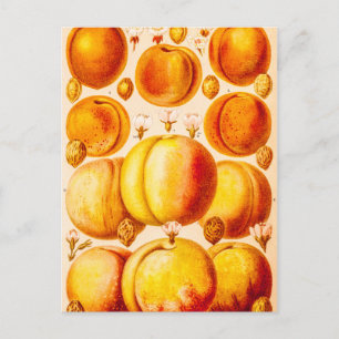 Vintage Pfirsiche Apricot Antique Peach Apricot Postkarte