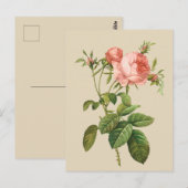 Vintage pfirsichfarbene Rose Postkarte (Vorne/Hinten)