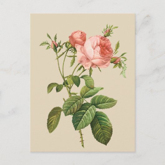 Vintage pfirsichfarbene Rose Postkarte (Vorderseite)
