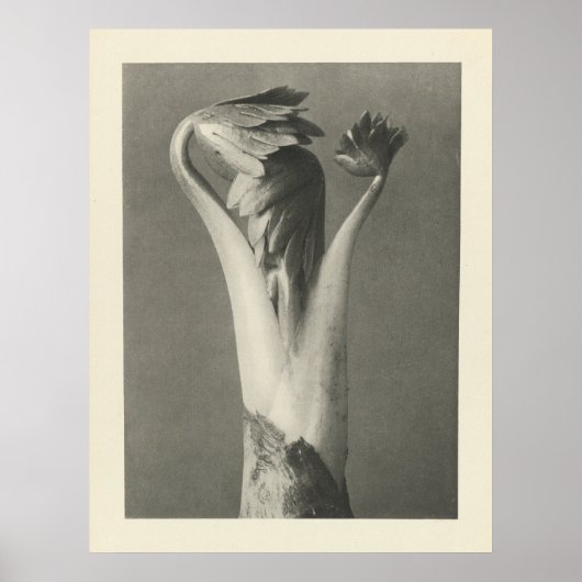 Vintage Pflanze - Archivdruck Poster (Vorne)