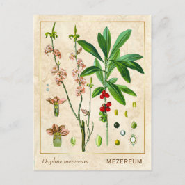 Vintage Pflanze Februar Daphne Botanical Postkarte