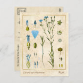 Vintage Pflanze Flachs Linsaat Botanisch Postkarte (Vorne/Hinten)