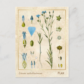 Vintage Pflanze Flachs Linsaat Botanisch Postkarte