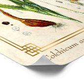 Vintage Pflanze Florenz Poster (Ecke)