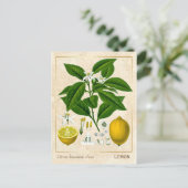 Vintage Pflanze Lemon Fruit Botanical Postkarte (Stehend Vorderseite)