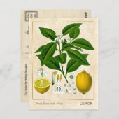 Vintage Pflanze Lemon Fruit Botanical Postkarte (Vorne/Hinten)