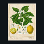 Vintage Pflanze Lemon Fruit Botanical Postkarte<br><div class="desc">Mit Charmed Life's Vintagen Kräuterpostkarten mit deutschen Lithographien medizinischer Pflanze und Kräutern aus Franz Eugen Köhlers "Medizinal-" oder "Medizinal-Pflanze" von 1887 können Sie den Charme von gestern erfassen. Zitrone, Citrus limon (L.) Osbeck, ist eine Art kleinen immergrünen Baumes in der blühenden Pflanze Rutaceae, die in Südasien, vor allem im Nordosten...</div>