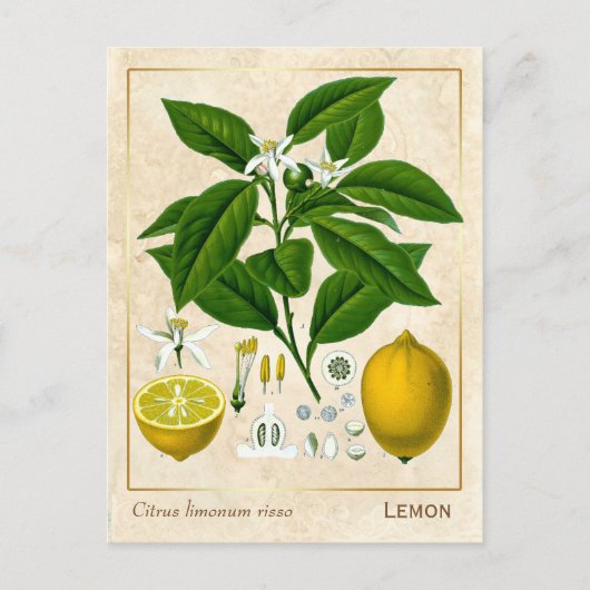 Vintage Pflanze Lemon Fruit Botanical Postkarte (Vorderseite)