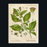 Vintage Pflanze Nachthemd Herb Botanisch Postkarte<br><div class="desc">Mit Charmed Life's Vintagen Kräuterpostkarten mit deutschen Lithographien medizinischer Pflanze und Kräutern aus Franz Eugen Köhlers "Medizinal-" oder "Medizinal-Pflanze" von 1887 können Sie den Charme von gestern erfassen. Atropa belladonna, gemeinhin als Belladonna oder tödlicher Nachtschatten bekannt, ist eine permanente Kräuterpflanze in der Nachtschattenfamilie Solanaceae, die Tomaten, Kartoffeln und Auberginen (Auberginen)...</div>