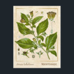 Vintage Pflanze Nachthemd Herb Botanisch Postkarte<br><div class="desc">Mit Charmed Life's Vintagen Kräuterpostkarten mit deutschen Lithographien medizinischer Pflanze und Kräutern aus Franz Eugen Köhlers "Medizinal-" oder "Medizinal-Pflanze" von 1887 können Sie den Charme von gestern erfassen. Atropa belladonna, gemeinhin als Belladonna oder tödlicher Nachtschatten bekannt, ist eine permanente Kräuterpflanze in der Nachtschattenfamilie Solanaceae, die Tomaten, Kartoffeln und Auberginen (Auberginen)...</div>