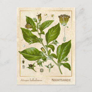 Vintage Pflanze Nachthemd Herb Botanisch Postkarte