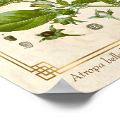 Vintage Pflanze Nightshade Belladonna Herb Poster (Ecke)