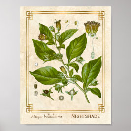 Vintage Pflanze Nightshade Belladonna Herb Poster