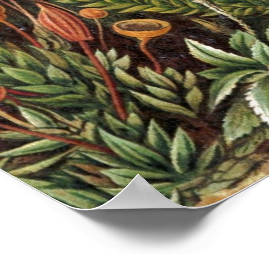 Vintage Pflanze Poster (Ecke)