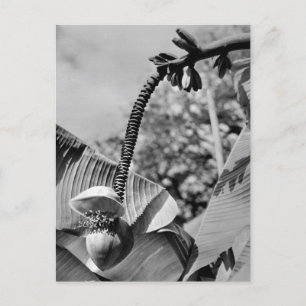Vintage Pflanze Postkarte