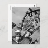 Vintage Pflanze Postkarte (Vorne/Hinten)