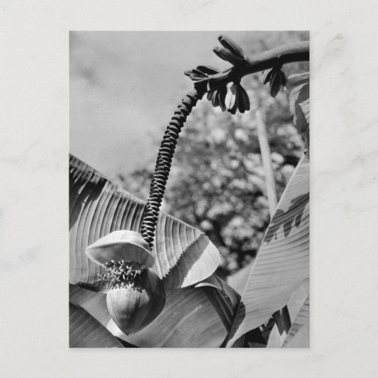 Vintage Pflanze Postkarte (Vorderseite)